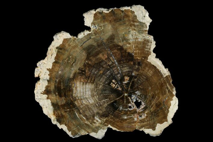 Petrified Wood (Conifer) Slab - Grant County, Washington #175068
